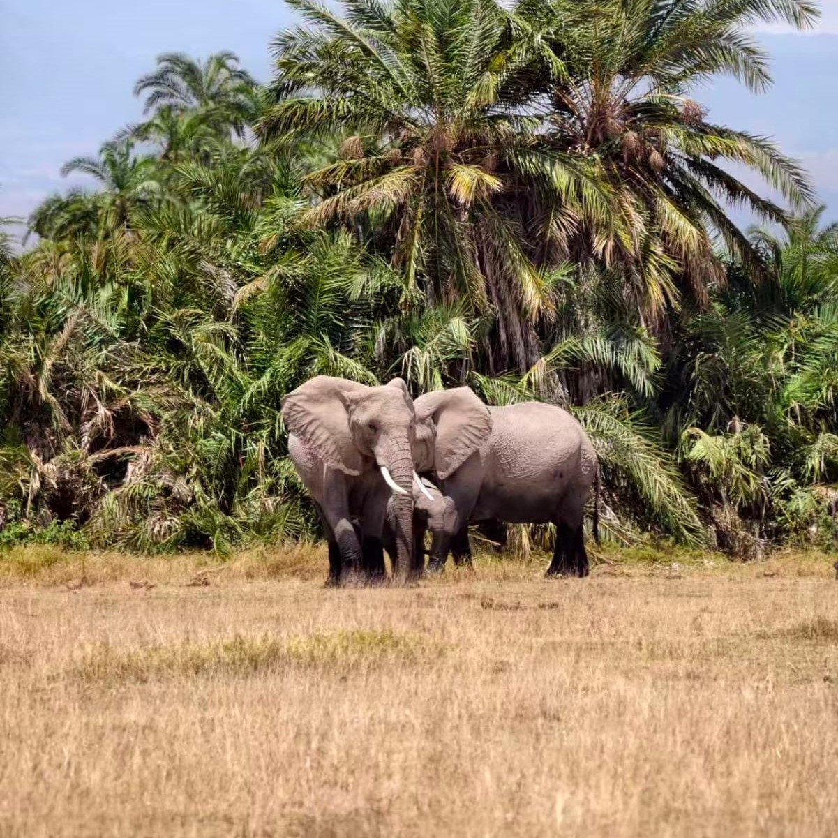 Red elephant in Tsavo National Park with volcanic landscape